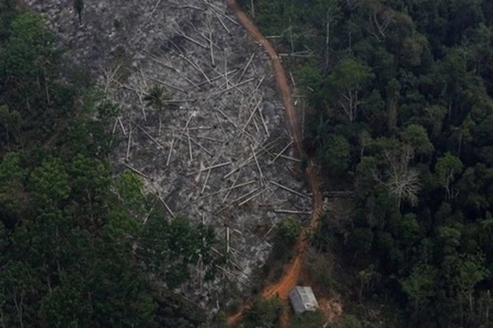 Deforestasi Hutan TNBT 'Melonjak Tertinggi dalam 12 Tahun', Bagaimana Nasib Suku Pedalaman Ditengah Pandemi