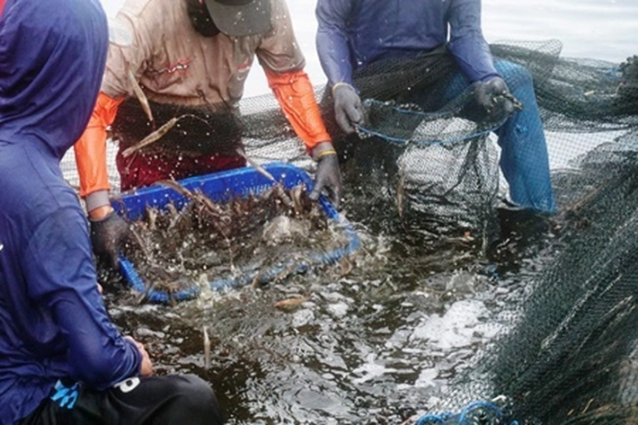 Kampung Mepar Dongkrak Penghasilan Ikan Kerapu