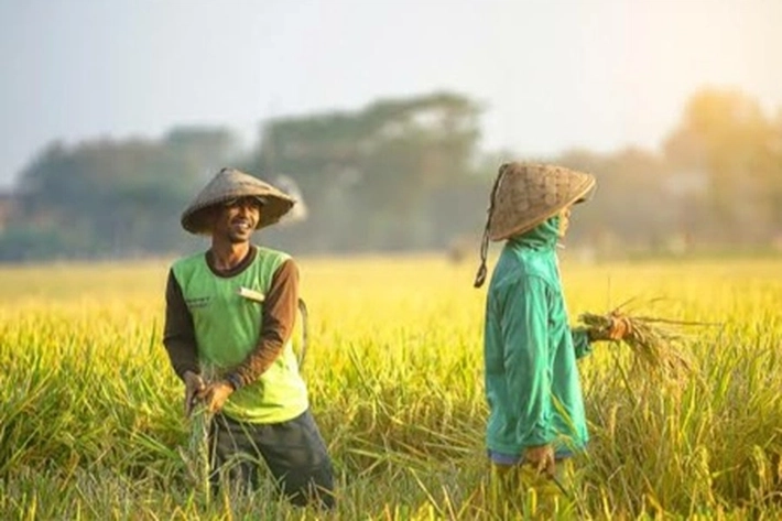 Pemerintah Siapkan Sembilan Juta Ton Pupuk Subsidi, untuk 'Petani Miskin'