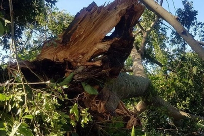 Apakah Pohon Jatuh Juga 'Mengeluarkan Bunyi' Sekalipun Tak Ada Orang Disekitarnya?