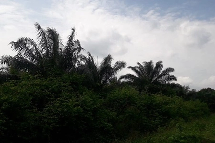 Kebun Sawit Binaan PTPN V Riau 'Tak Terurus', Jadi Bergulir ke MA