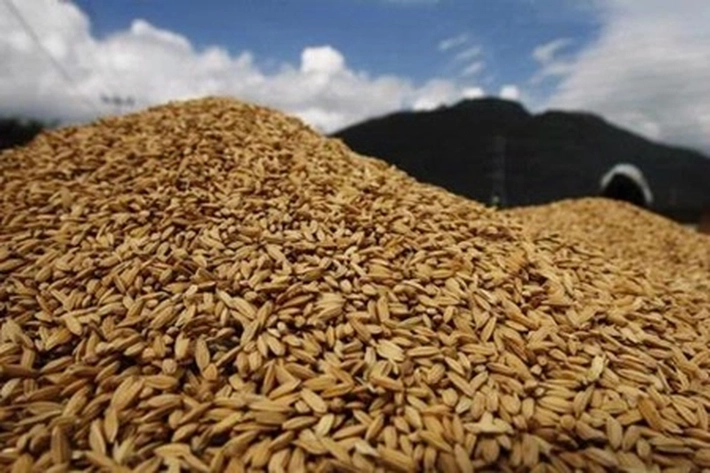 Harga Gabah Mulai Naik, Sebelumnya Sempat 'Anjlok' Tiga Bulan