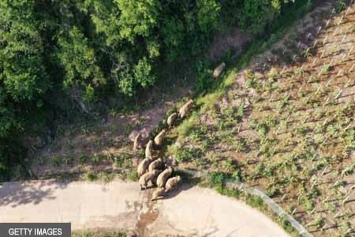 Misteri 'Pengembaraan Gajah Liar dari Habitatnya' Sejauh 500 Kilometer
