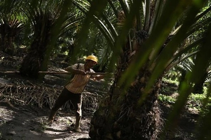 Petani Sawit Keluhkan Harga, Pada Tingkat 'Pedagang Pengumpul' Kembali Turun