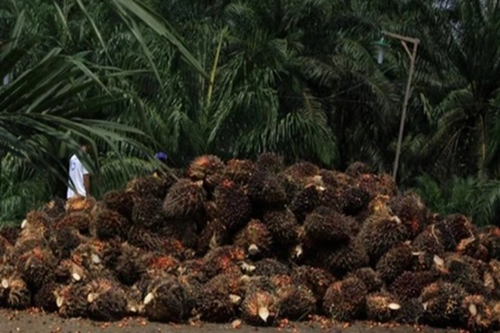 Harga Sawit Riau Anjlok Tak Karuan, Asosiasi Petani 'Angkat Bicara' Soal Penyebabnya