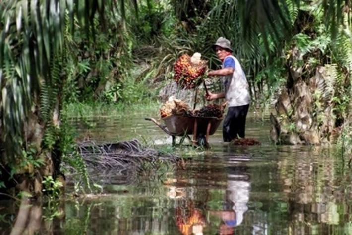 4 Asosiasi Petani Sawit Minta Presiden Agar Moratorium Sawit Dilanjutkan