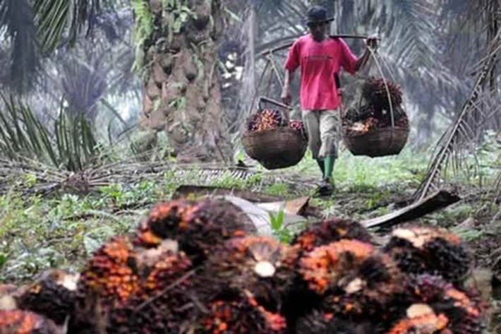 Petani Sawit Inhu Masih 'Tergencet Monopoli Harga'