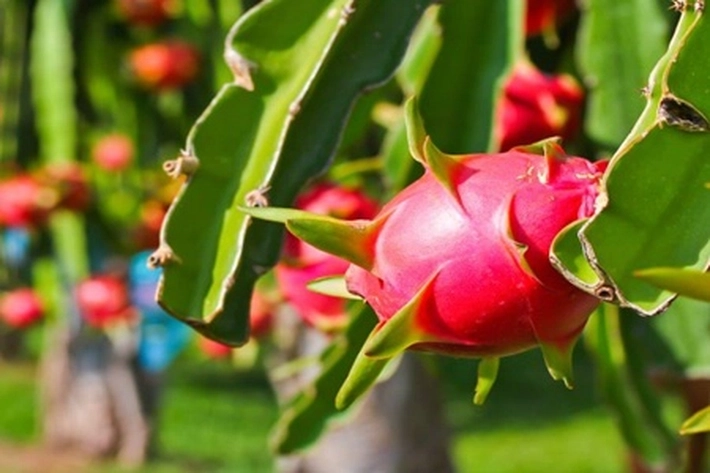 Kementan Dorong Pengembangan Kampung Buah Naga Organik Ramah Lingkungan