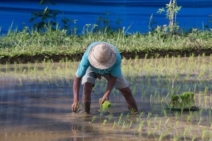Kementan Minta Daerah Kuatkan Cadangan Pangan, juga 'Petani Tingkatkan Nilai Tambah'
