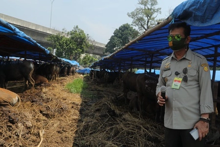 Harga Hewan Kurban Terkendali dan Stakeholder Awasi Masa Pandemi, Kata Mentan SYL