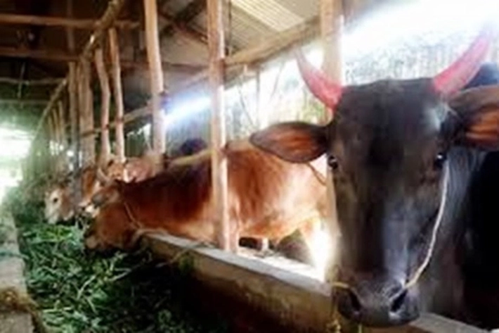 PT Musim Mas Salurkan 13 Ekor Sapi Kurban, Hasil dari 'Program CSR Perusahaan'