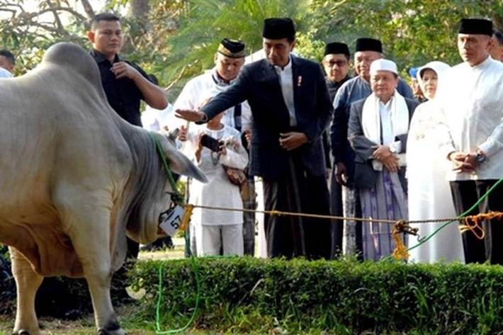 Presiden Jokowi Berkurban Dua Sapi di Peryaaan Idul Adha 1442 H