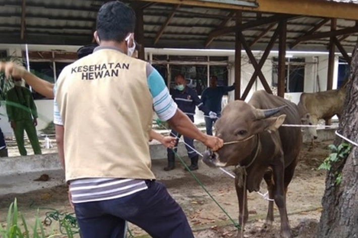 Tahun Ini Pemko Dumai Sumbangkan 25 Ekor Sapi dan 1 Kambing