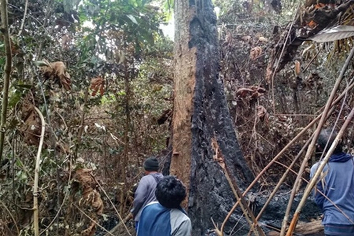 Cuaca Ekstrem Buat Lahan Hutan Mulai Terbakar, Gubri: Pembakar Lahan Harus Ditangkap