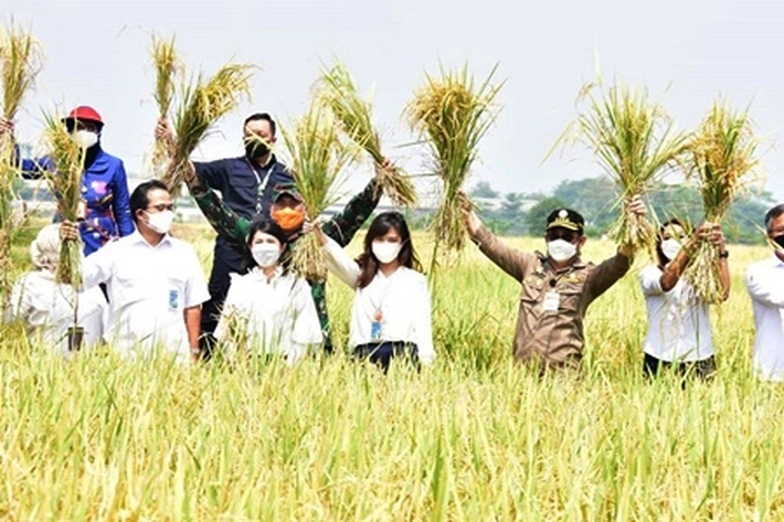 Mentan SYL Tinjau Penyerapan Gabah dan Salurkan Bantuan KUR pada Petani