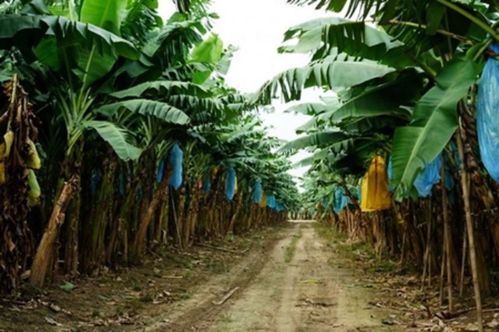 Kementan Buat Kampung Hortikultura Bisa Hasilkan Pisang Kualitas Ekspor