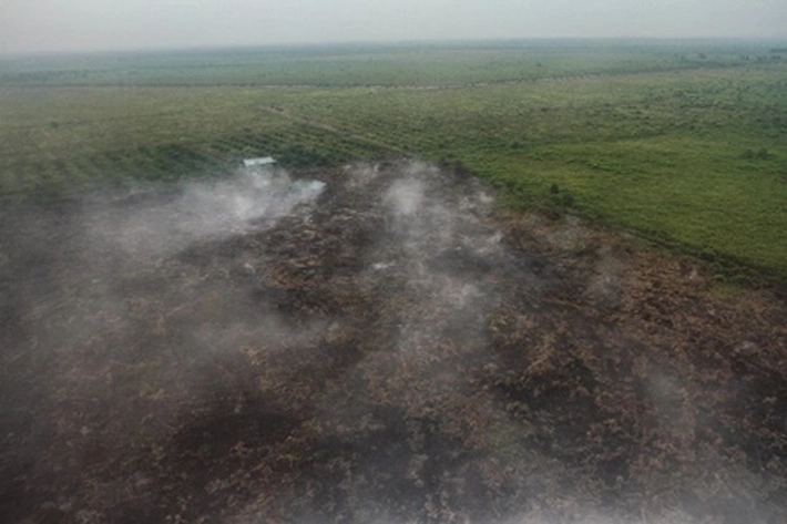 Greenpeace Dorong Moratorium Izin Sawit Dibuat Permanen