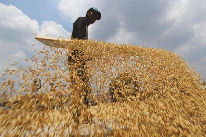 Harga Gabah Petani Anjlok Selama Juli 2021, Sebelumnya 'Bulan Juni Mengalami Kenaikan'