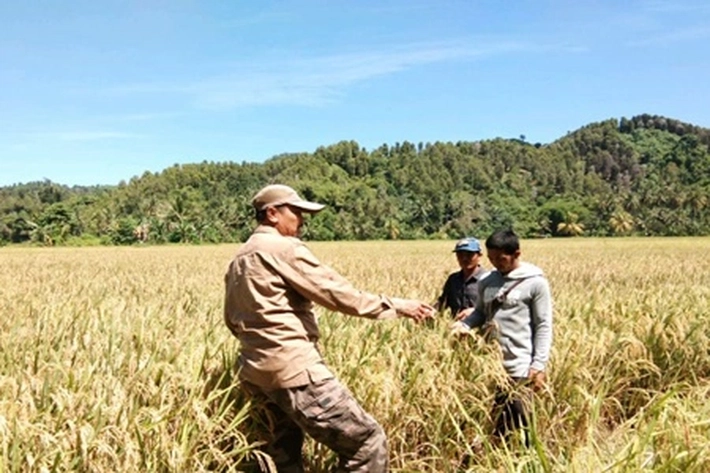 Kementan Bakal Latih 1,5 Juta Petani dan Penyuluh Secara Virtual