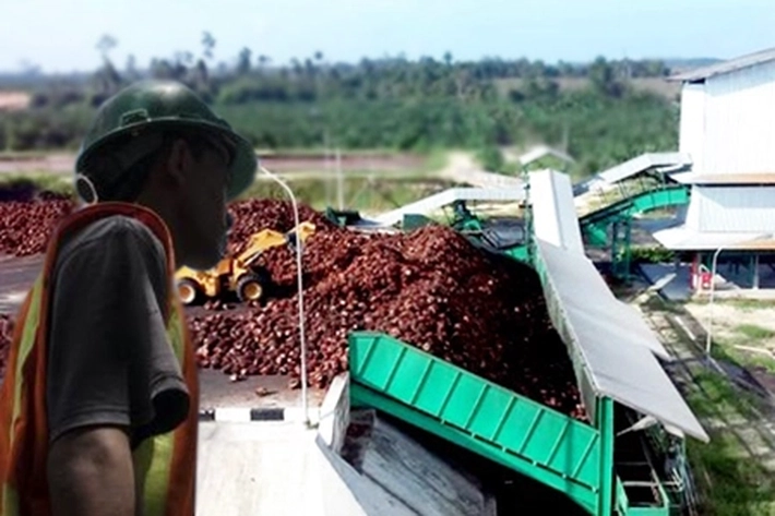 Kebun dan Pabrik Kelapa Sawit Masih Tempat 'Wabah Virus Mematikan', akan Terjadi 'Ledakan Infeksi Covid-19'