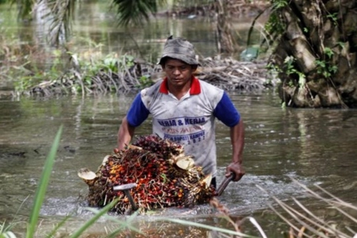 'Petani Belum Merdeka', SPKS: Itu Akibat dari Tata Kelola Perkebunan Masih Tempatkan Petani Sebagai Objek