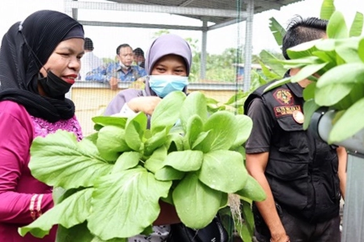 'Panen Perdana' Kelompok Tani Mom’s Sakinah Hidroponik, Dihadiri Wawako Ayat Cahyadi
