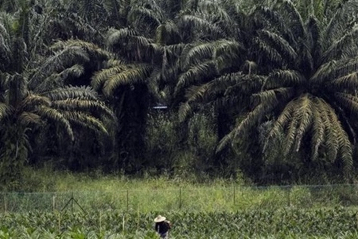 DLHK dan KLHK Sepakat Putuskan 'Eksekusi 1,2 Juta Hektare Perkebunan Ilegal'