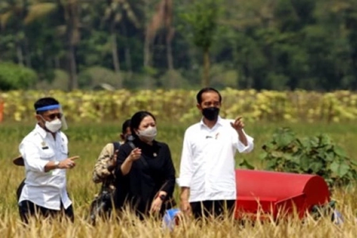 Pemerintah Sebut Sektor Pertanian Konsisten Tumbuh Selama Pandemi