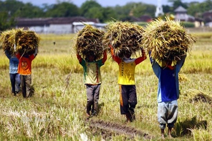 Harga Gabah Kering dan Giling Meningkat, Diikuti 'Kenaikan Nilai Tukar Petani'