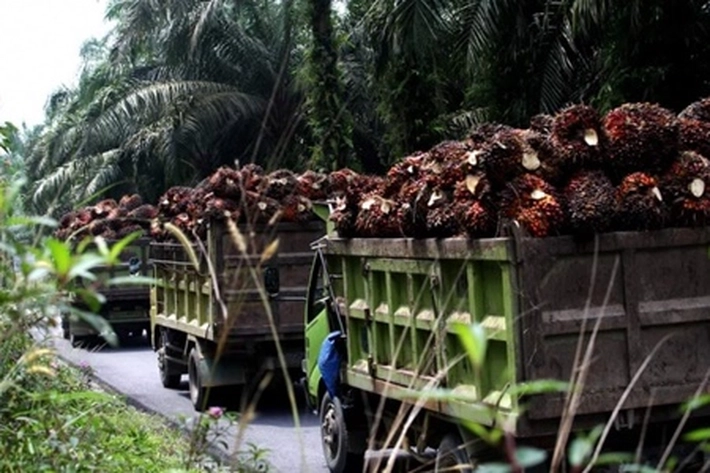 Dilema Petani Koperasi Binaan PTPN V, yang 'Terus Kehilangan Harta Berharga'
