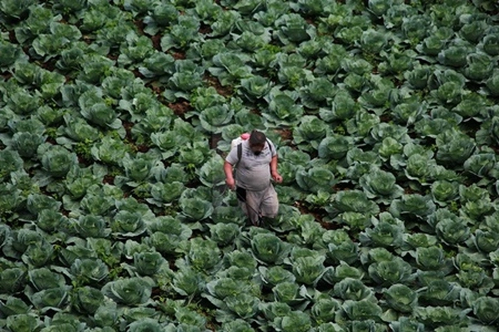 Kementan akan Bangun Kampung Hortikultura, Untuk 'Tingkatkan Ekspor'