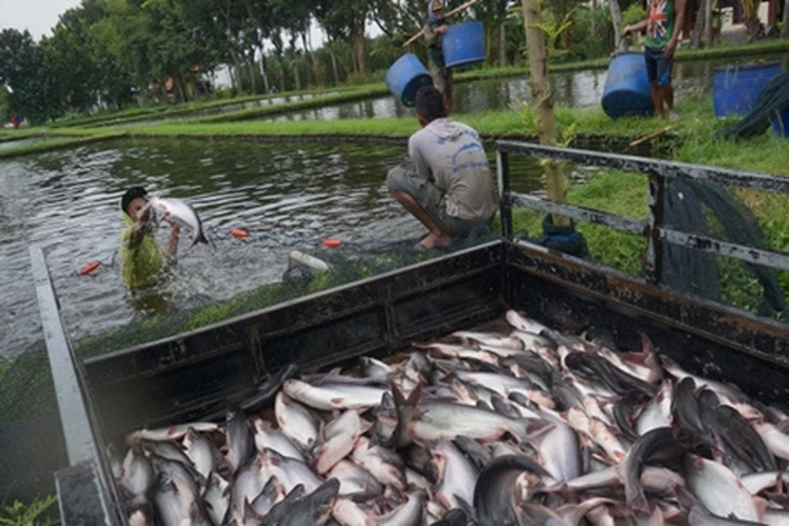 Gubernur Syamsuar Dorong Ekspor Ikan Patin 30 Ton Per Hari