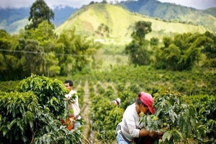 Petani Kopi Gayo Aceh 'Terpuruk', Karena "Panen Menurun Akibat Perubahan Iklim'