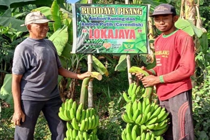 Rumah Zakat Bantu Modal Buat Petani Bisa Nikmati Panen Budidaya Pisang