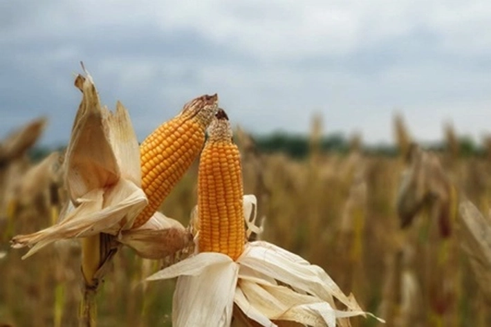 Kementan Himbau Petani Jaga Stok Jagung, Karena Memasuki 'Musim Penghujan yang Berdampak Negatif'