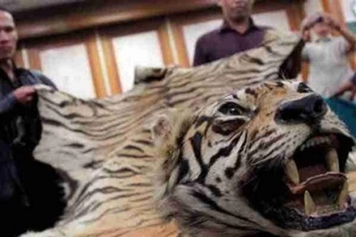 Tim BBKSDA Riau Ringkus Pelaku Sindikat Perdagangan Kulit Harimau Sumatera