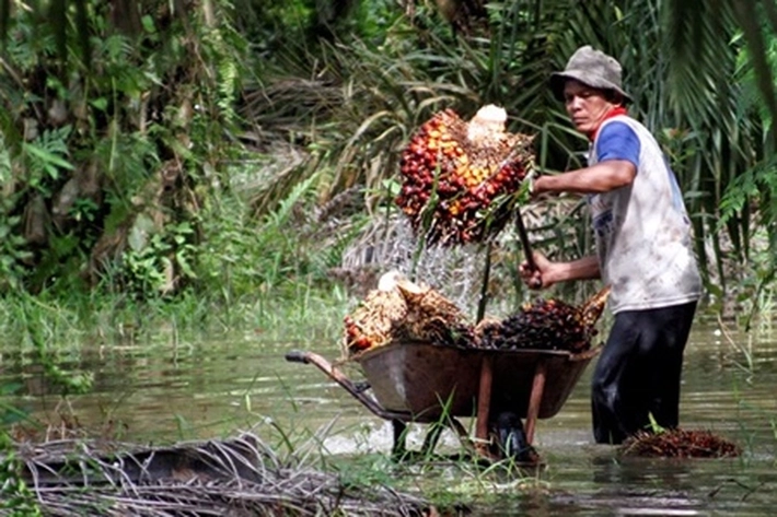 Pemerintah belum Umumkan Memperpanjang atau Menyudahi Moratorium Kelapa Sawit
