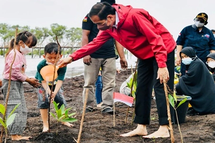 Presiden Jokowi Tanam Mangrove di Pulau Terdepan, Sekaligus 'Untuk Kendalikan Abrasi di Bengkalis'