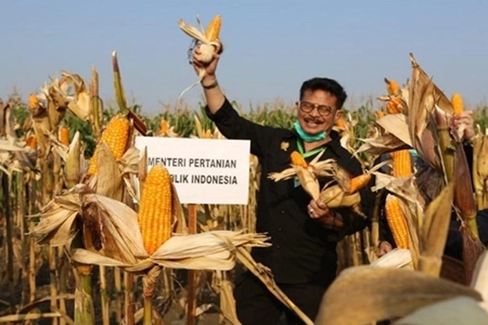 Ketersediaan Jagung Nasional Aman, Kementan: Hasil Validasi dan Cek Dilapangan Tidak Terjadi Kelangkaan
