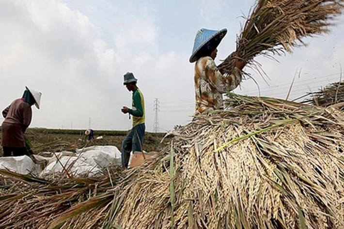 Rohil Lumbung Beras Riau, Bupati Afrizal Sintong: Kita Dukung Petani Untuk Swasembada Beras
