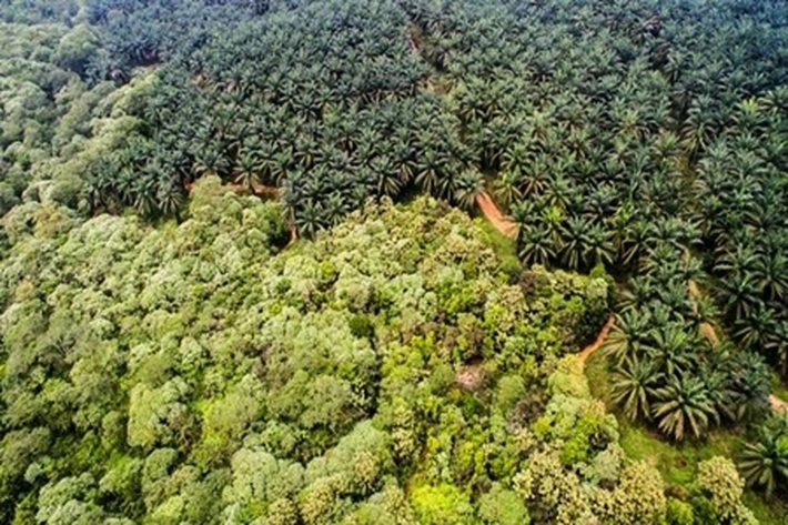 Aktivis Lingkungan Peringatkan 'Bencana Ekologi', Karena Penggundulan Hutan Mulai Tak Terkendali'