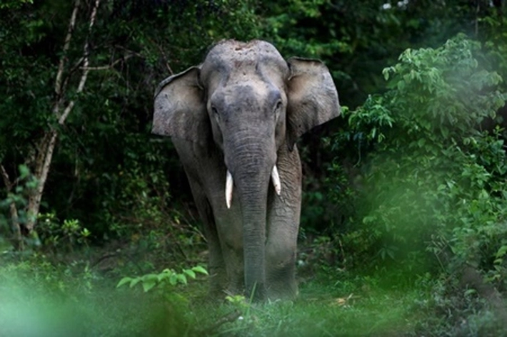 Warga Lari 'Pontang-panting' Melihat Gajah Liar, yang datang 'Merusak Lahan dan Kebun Dirawat'