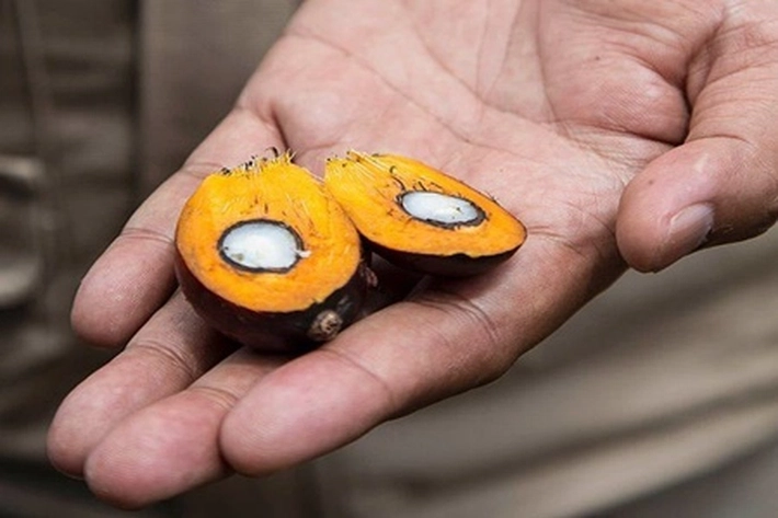Kelapa Sawit Jadi 'Sumber Bencana', Gapki: Sikap Eropa Berlatar Persaingan Bisnis