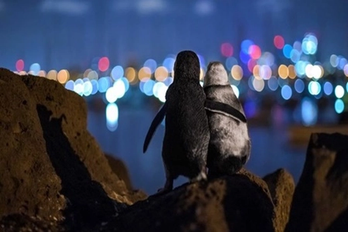 Dua Penguin Saling Berpelukan, Sempat Disangka Boneka 'Tersasar Sekitar 3.000 Kilometer dari Habitatnya'