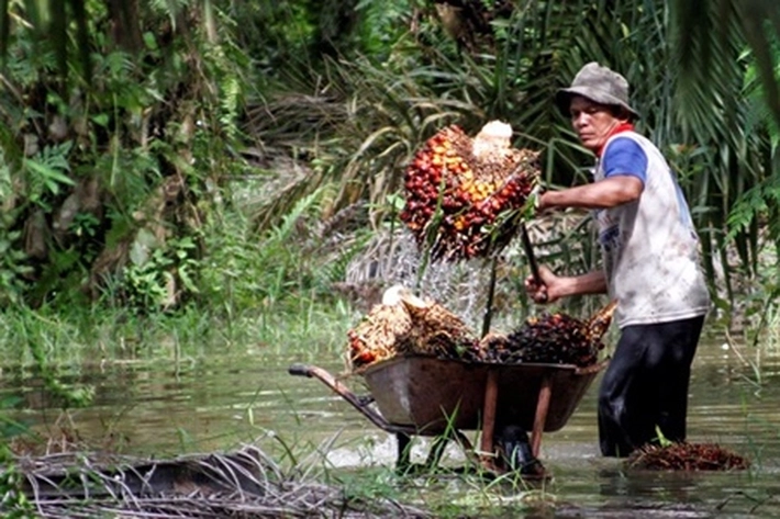  BPDPKS Salurkan Program Sarpras Untuk Petani Kelapa Sawit