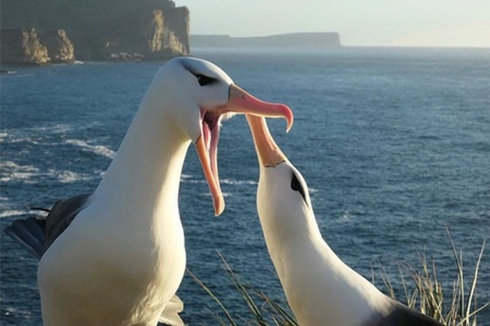 Perubahan Iklim Buat Perceraian Burung Albatros Meningkat, Kata Peneliti