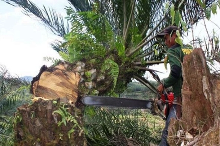 BPDPKS Salurkan Dana 'Peremajaan Sawit' Rp 6,17 Triliun, Riau Usulkan 28.272 ha