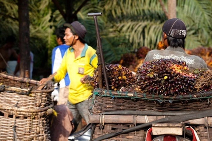 Petani Sawit Swadaya Masih Hadapi Berbagai Masalah, Lantaran 'Pabrik Masih Main Cincai-Cincai'