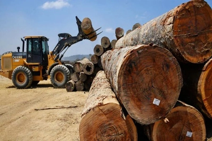 Deforestasi: Negara Mana Saja yang Paling Banyak Membabat Hutan?