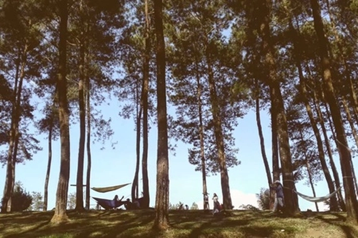 Berkemah di Hutan Pinus yang Sejuk dan Ditemani Riuh Pekikan Elang Liar